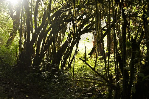 sãotoméeprincipe centralafrica africa nationalparks saotomeprincipe sãotoméprincipe saotome obo rainforest forests