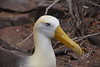 22-314 Galapagos Albatros