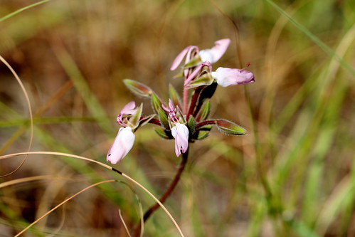 Pelargonium rapaceum, in habitat