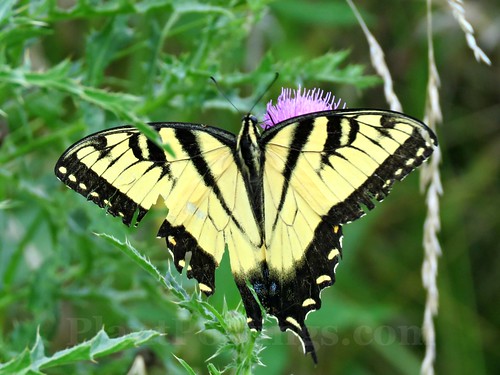 tiger swallowtail 2