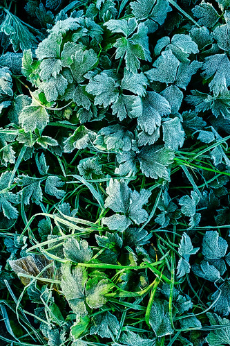 october2018 york yorkshire nature landscape frost frosty botanical fujifilmx100t composition lightroomcc cold garden soil leaves leaf