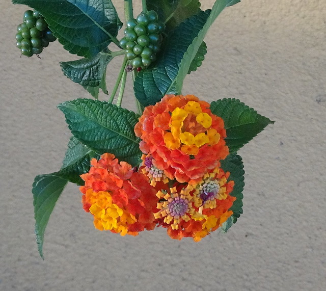 These flowers