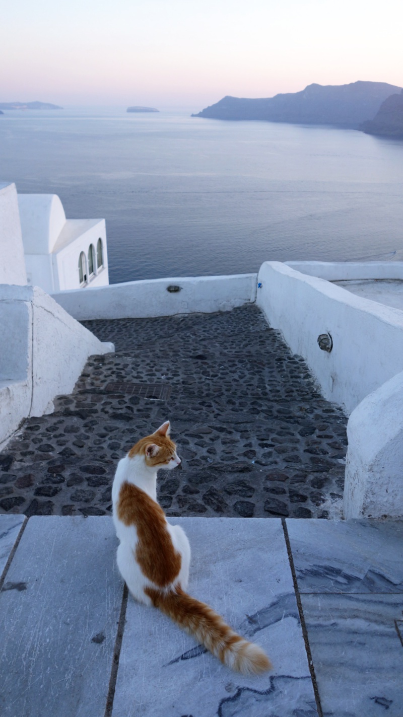 cat in Santorini