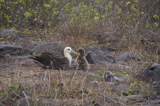 22-496 Galapagos Albatros met kuiken
