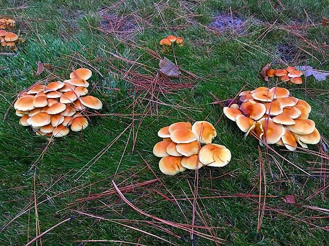 Mushrooms of Eastern Washington 🍄🍄🍄