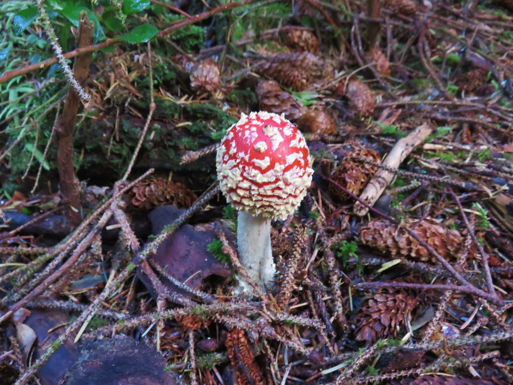 Mushroom along the Siltcoos Lake Trail