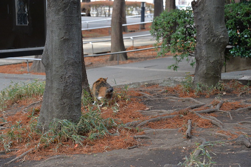Nikon Df+AF S NIKKOR 24 120mm 1 4G ED東池袋中央公園の猫だまり キジ三毛