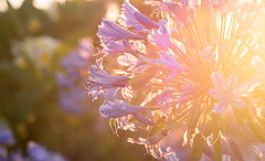 Agapanthus in the afternoon light