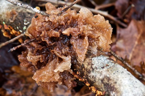 mushroom jellyleafmushroom shoemakernaturepreserve adamscounty peeblesohio odnr nature fungus olympusem1