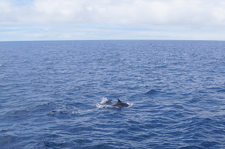 23-186 Dolfijnen rond de boot