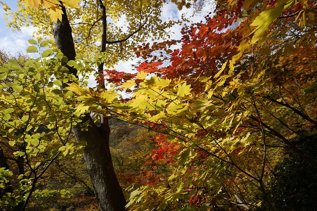 Foliage in Satoyama