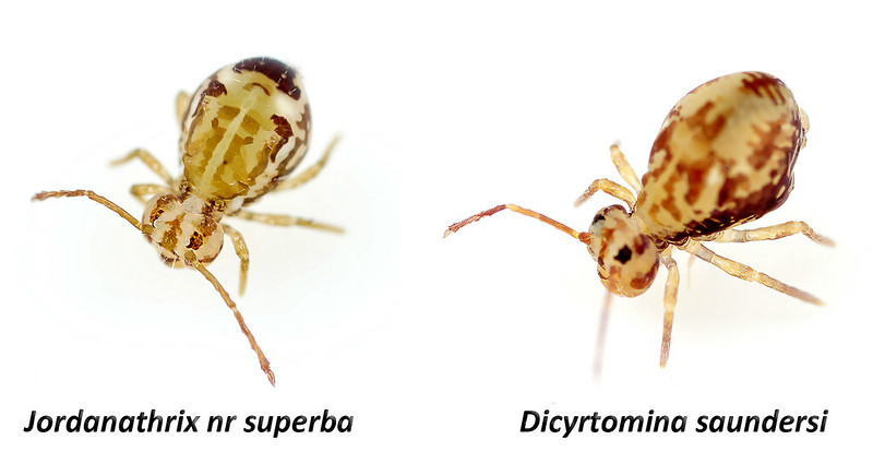 Dicyrtomidae