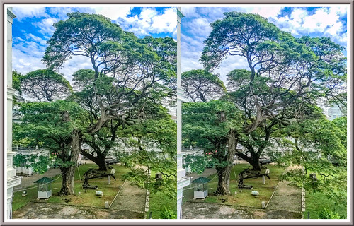 colombo srilanka park trees 3d stereoscopy stereophotografy