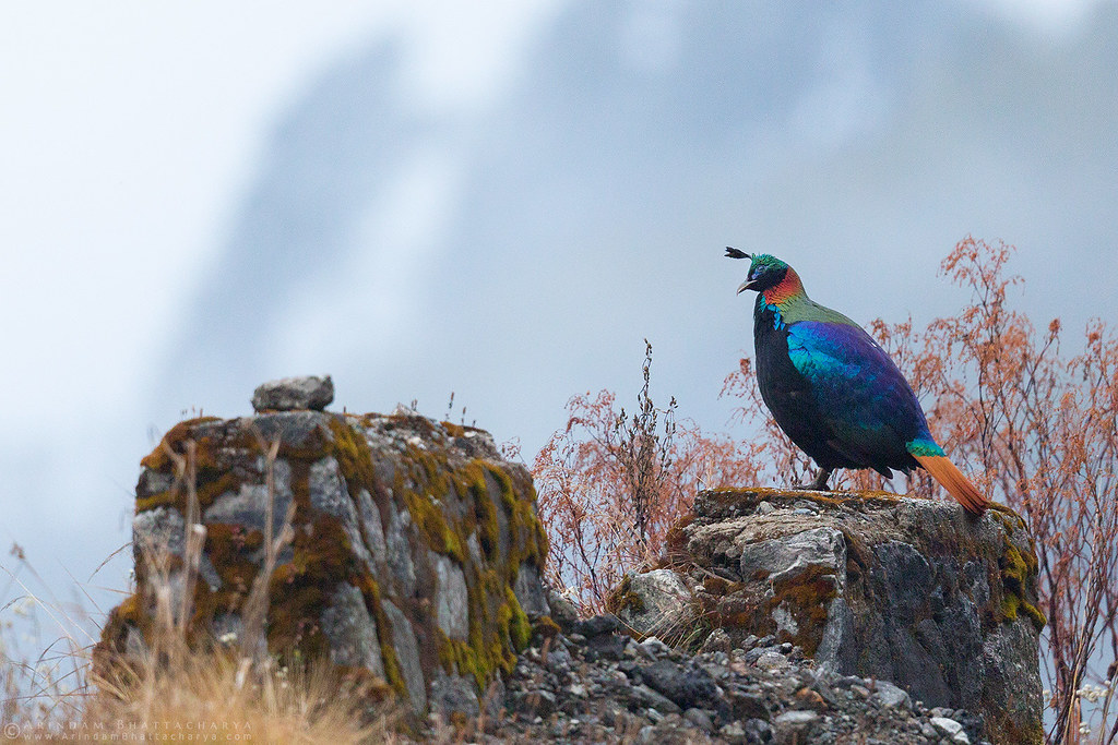 Himalayan Monal on a foggy winter morning near Zuluk in Silk route, east Sikkim by Arindam Bhattacharya