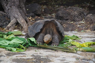 21-110 Charles Darwin Center - reuzenschildpadden