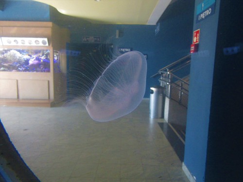 jellyfish in Gdynia Aquarium in Poland