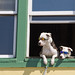 Watching all the girls go by © Sherry Zurey - The cutest dog photo ever