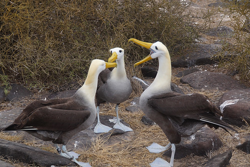 22-399 Galapagos Albatros
