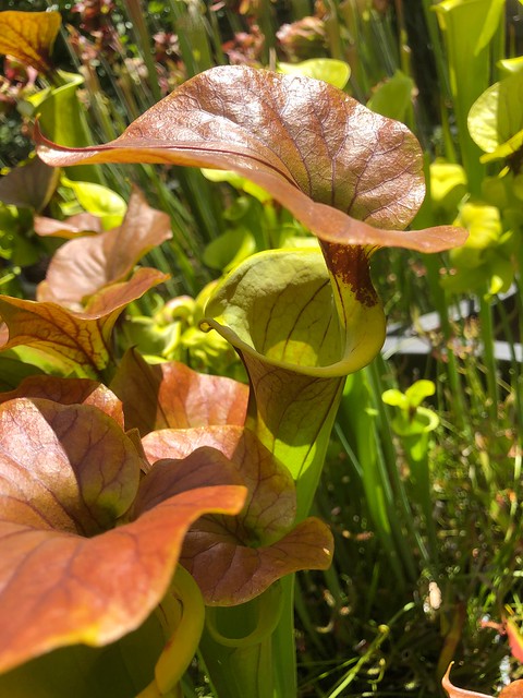 Sarracenia flava var. cuprea (Gotcha! Plants heavy vein), 2018-19 season
