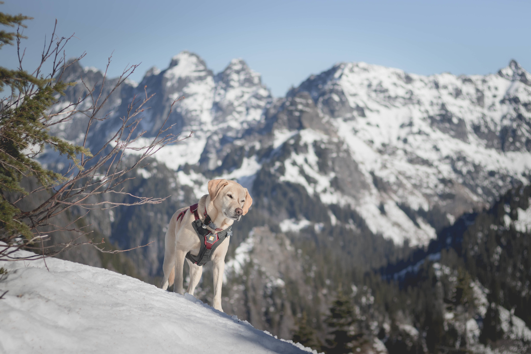 Summit dogs on Collar Mountain