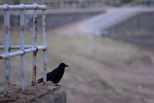 aberdeen aberdeenbeach crow bird birdwatching nature scotland longlens zoom canon canon5d 5d eos