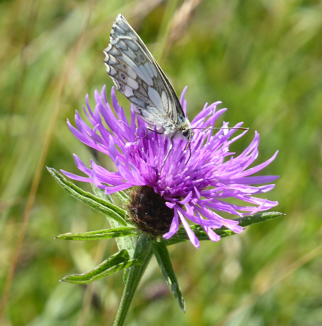 Marbled white butterfly on knapweed