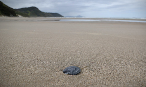 landscape coastal northland mangawhaiheads beach mangawhaiheadsbeach shell
