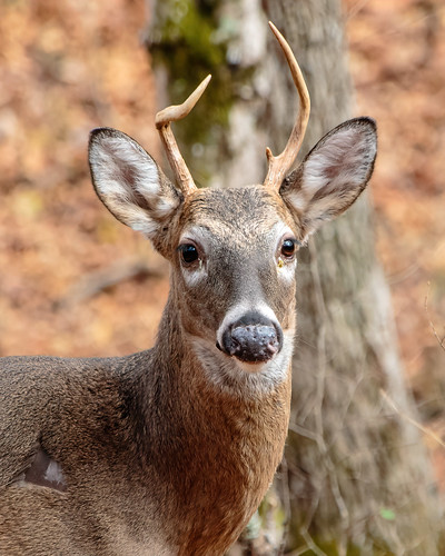 canon7dmkii fairview fairviewheights fall hiking nature tamron28300mmf3563divcpzd tennessee usa unitedstates whitetaildeer wildlife outdoors exif:lens=tamron28300mmf3563divcpzda010 exif:focallength=300mm camera:make=canon geo:country=unitedstates geo:location=fairviewheights geo:city=fairview geo:lon=87150498333333 geo:state=tennessee exif:isospeed=500 geo:lat=35971048333333 exif:model=canoneos7dmarkii exif:aperture=ƒ80 camera:model=canoneos7dmarkii exif:make=canon