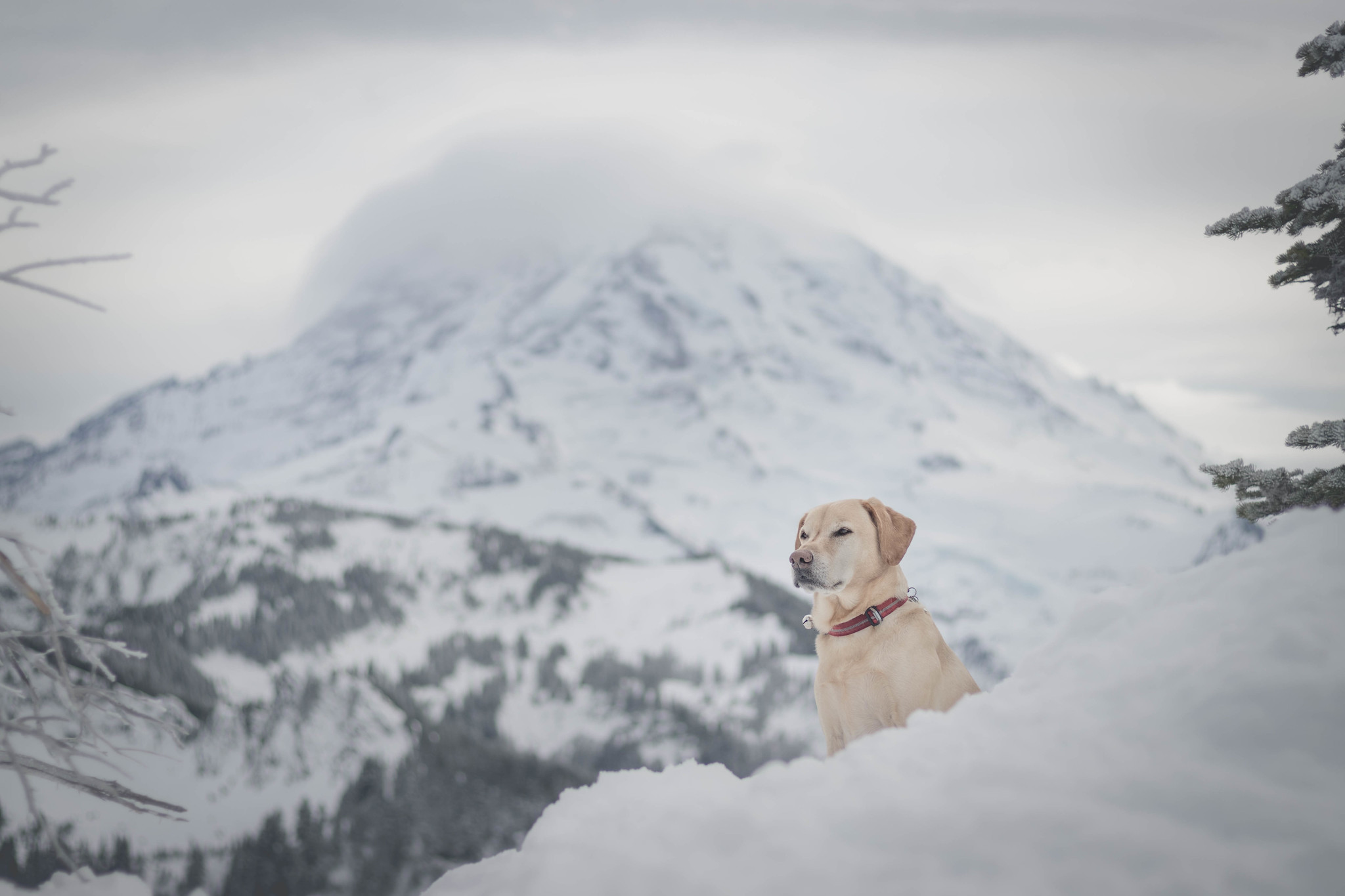 Summit dogs on Florence Peak