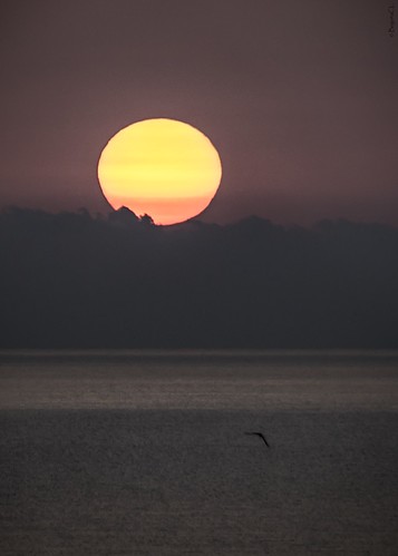 sun horizon bird sea mediterráneo sunrise yellow begoñacl