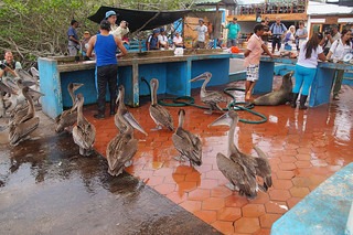 21-256 Bruine pelikanen bij vismarkt