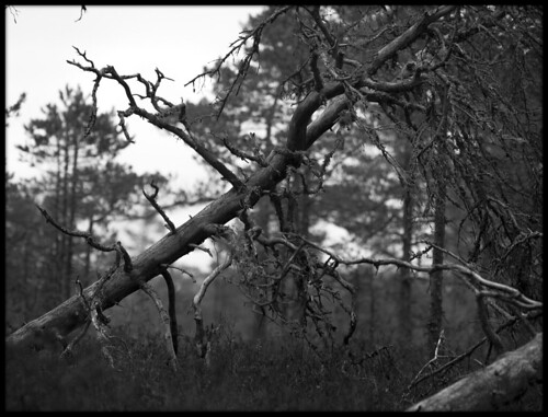 135mm black blackandwhite blackandwhitephotography bw dead deadtree monochrome samyany rokinon