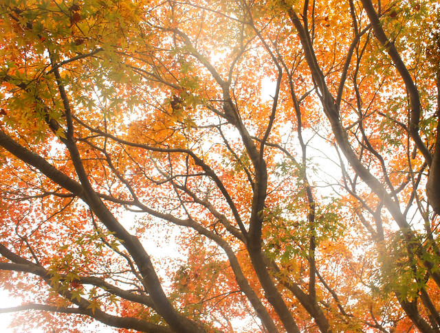 autumn canopy