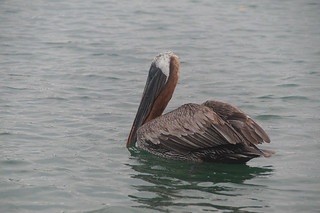 24-47 Bruine pelikaan