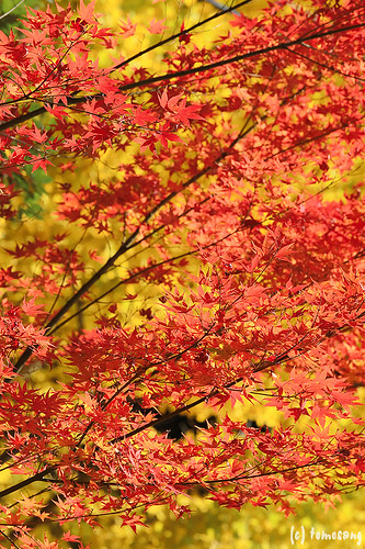 Autumn Color at Seiryuji Temple 2018