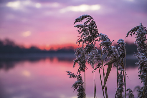 canon6d bokeh landscape reeds outdoors nature water lake reflection uk cambridgeshire sunrise dawn