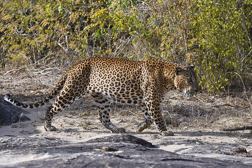 srilanka leopard wildlife yala