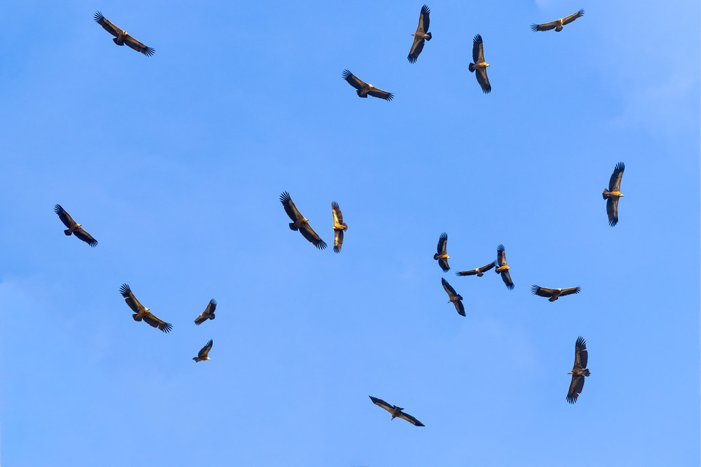 A Kettle of Migrating Griffon Vultures
