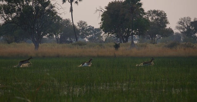 En el corazón del Delta del Okavango. Safari a pie, mekoro, poblado Xaxaba - POR ZIMBABWE Y BOTSWANA, DE NOVATOS EN EL AFRICA AUSTRAL (9)