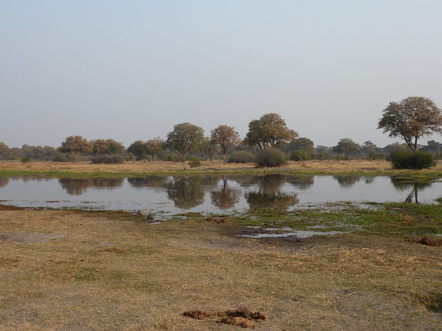 Vuelo sobre el Delta del Okavango. Llegamos a Moremi. - POR ZIMBABWE Y BOTSWANA, DE NOVATOS EN EL AFRICA AUSTRAL (18)