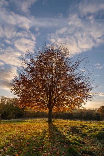 autumn goldenhour nikon d7100 maidstone tree tamron1024f3545diiivchld shadows kent motepark clouds england golden