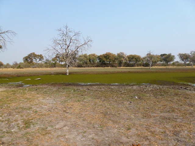 Vuelo sobre el Delta del Okavango. Llegamos a Moremi. - POR ZIMBABWE Y BOTSWANA, DE NOVATOS EN EL AFRICA AUSTRAL (17)