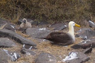22-331 Galapagos Albatros met kuiken