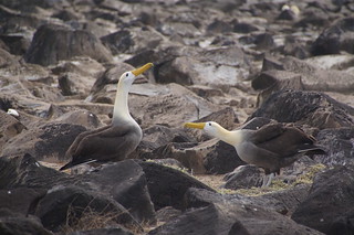 22-451 Galapagos Albatros