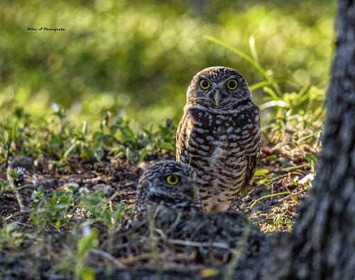 burrowing owls brian piccolo park nikon nikond7500 tamron100400 sunset colors