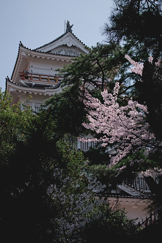 fukuyama fukuyamacastle japan hiroshima sakura cherry blossoms flowers nature spring hanami nikon d5500 日本 さくら 桜 花見 福山