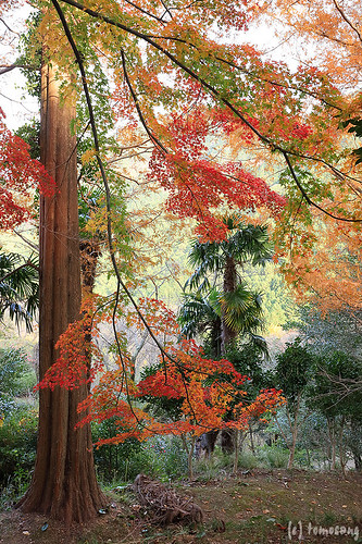 Autumn Color at Kouzanen Garden 2018