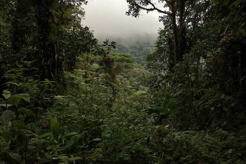 Sea of green.  A view from Guacamayos Ridge trail (aka Gumandi trail).  Ecuador.