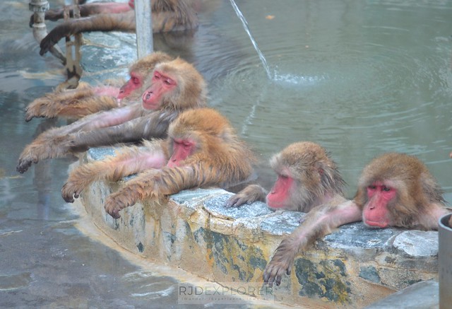 hokkaido itinerary monkey hotspring