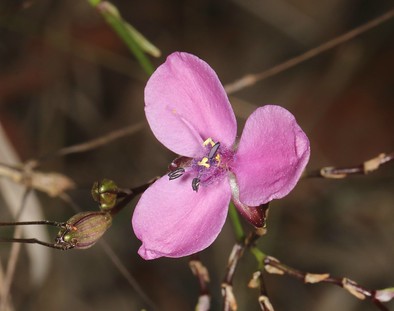 flower australiannativeplant granitebelt queensland australia greenlands commelinaceae murdanniagraminea slugherb